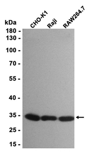 RPS6 (Phospho Ser240/Ser244) Rabbit mAb