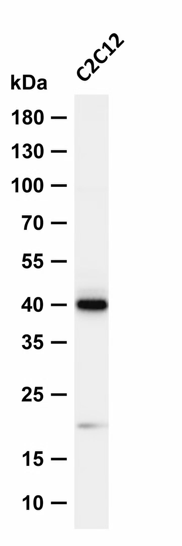 Connexin 43 (Phospho-Tyr265) Antibody