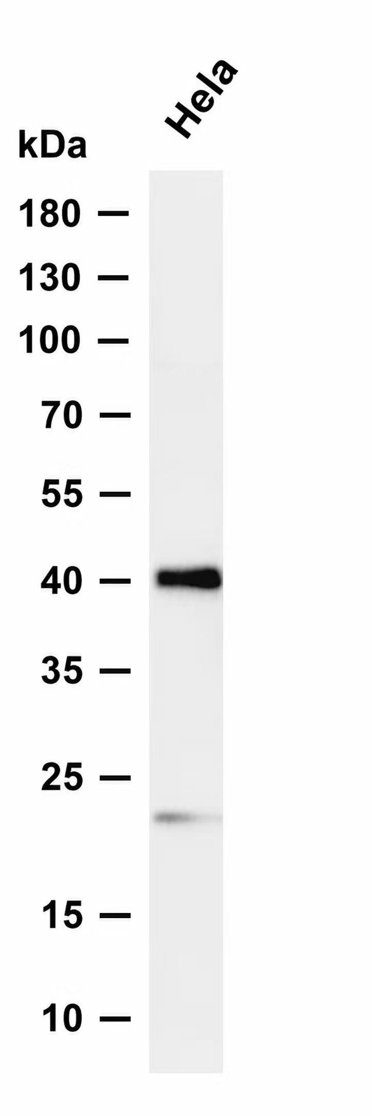 Phospho-Connexin 43 / GJA1 (Ser373) Antibody