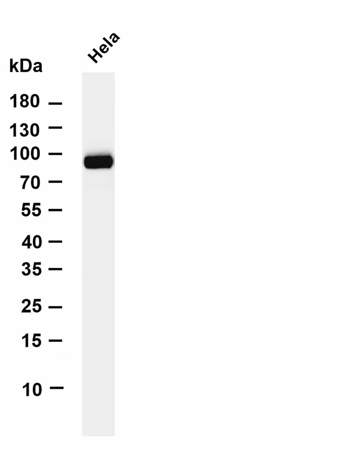 Phospho-FOXO3A (Ser321) pAb