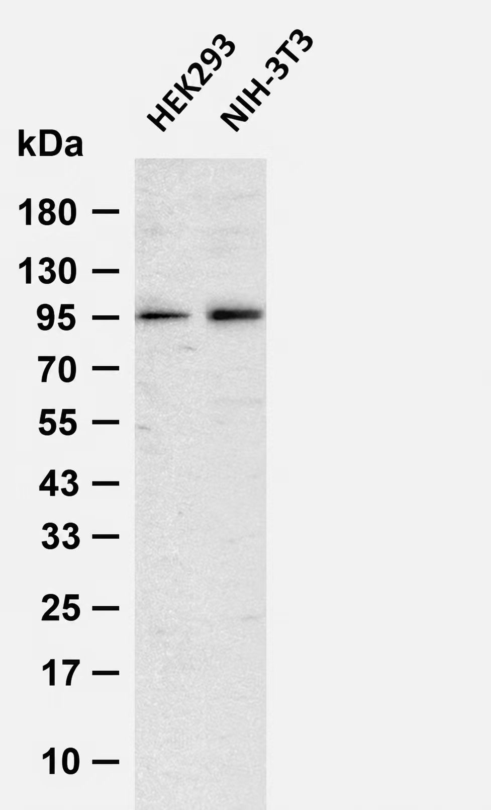 cPLA2 Rabbit mAb