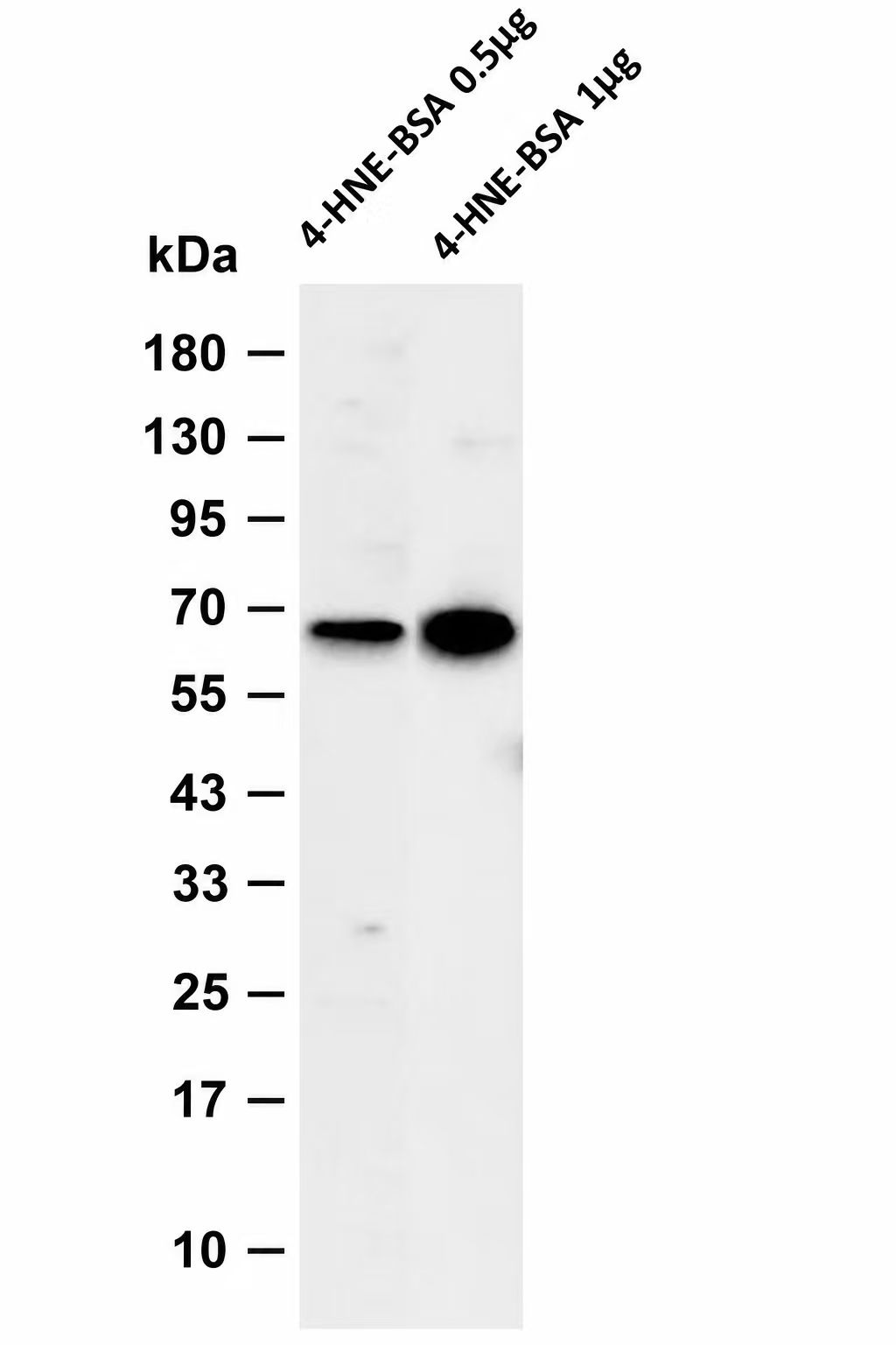 4 Hydroxynonenal Mouse mAb