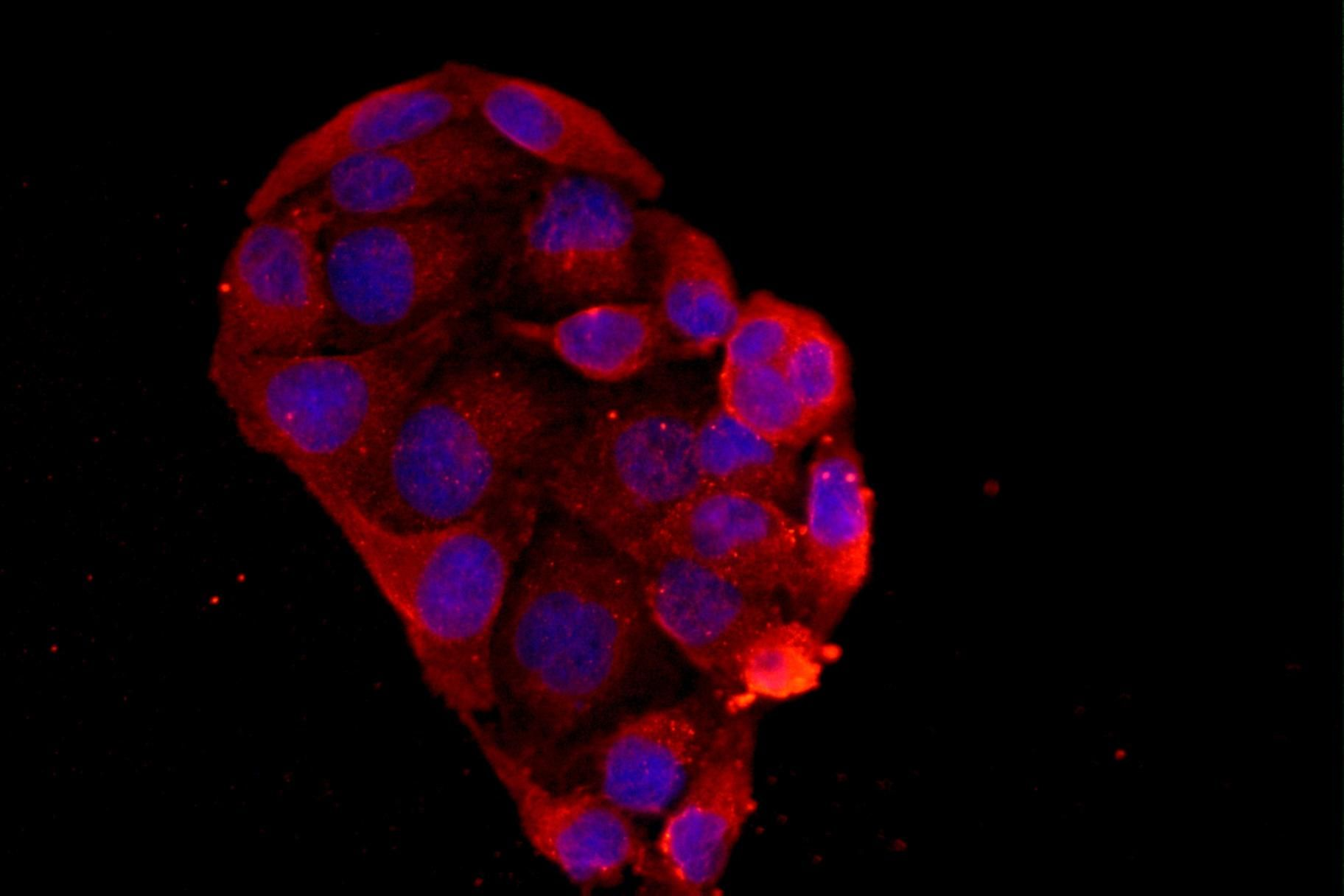 Goat Anti-Rabbit IgG (H+L) Fluor647-conjugated