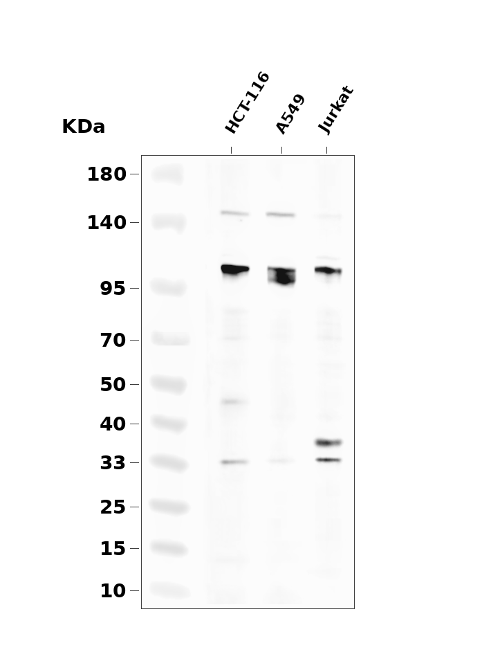 Cleaved Notch 2 (Val1697) Antibody