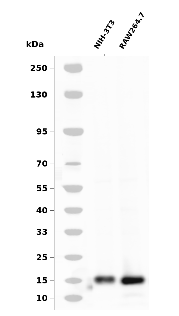 Phospho-4E-BP1 (Ser65/Thr70) Rabbit mAb