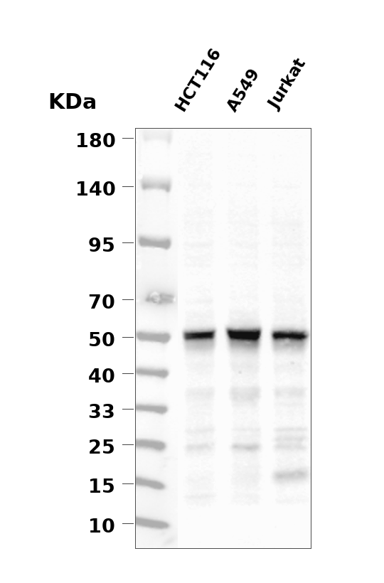IRF3 Rabbit mAb