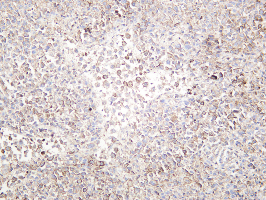 SOX10 Rabbit mAb