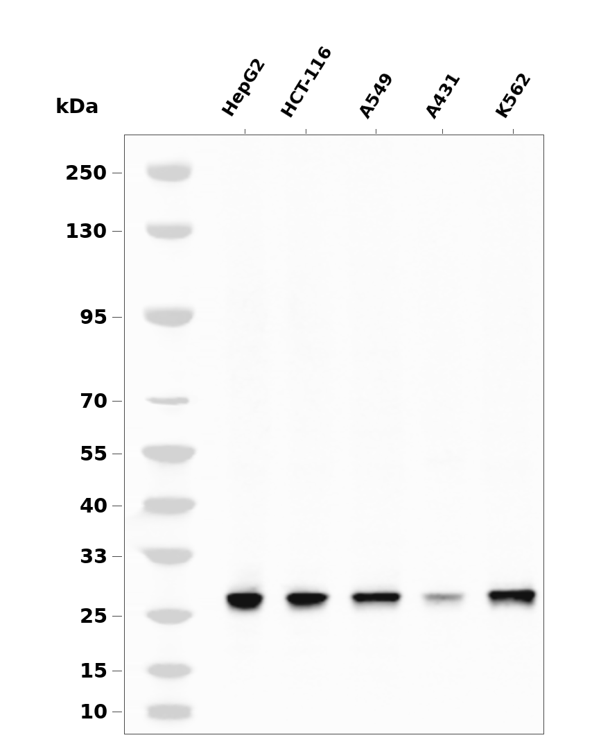 eIF4E Rabbit mAb