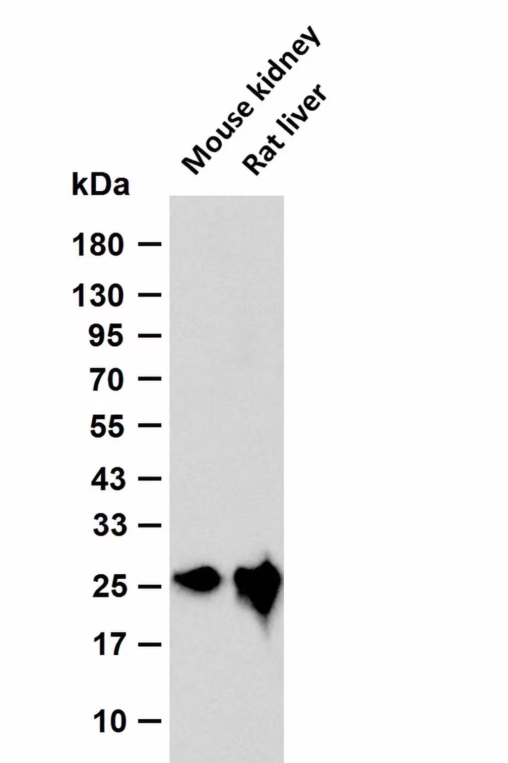 MBL2 Antibody