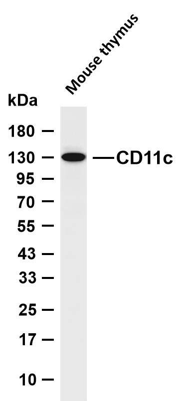 CD11c  Rabbit mAb