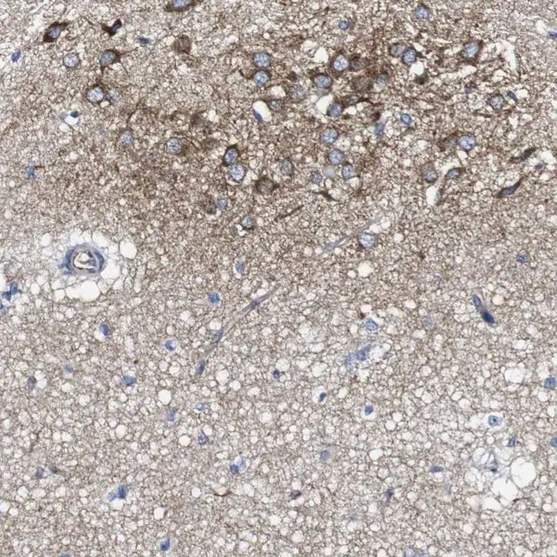 c-Fms Rabbit mAb