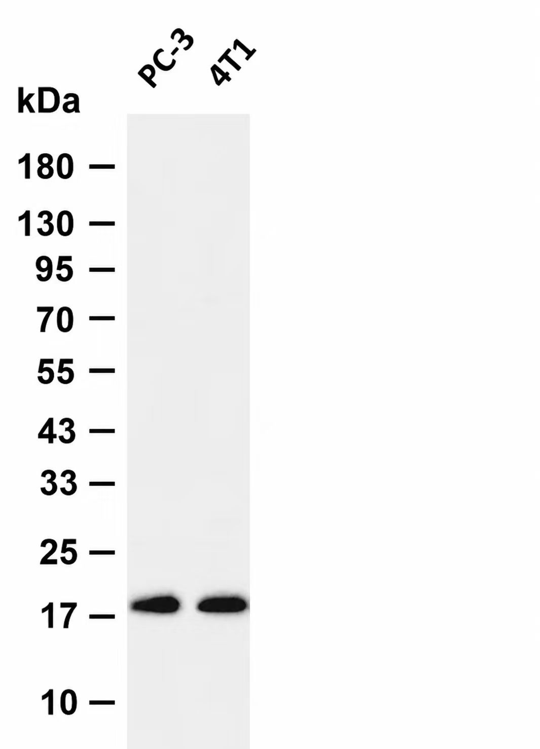Claudin 4 Rabbit mAb