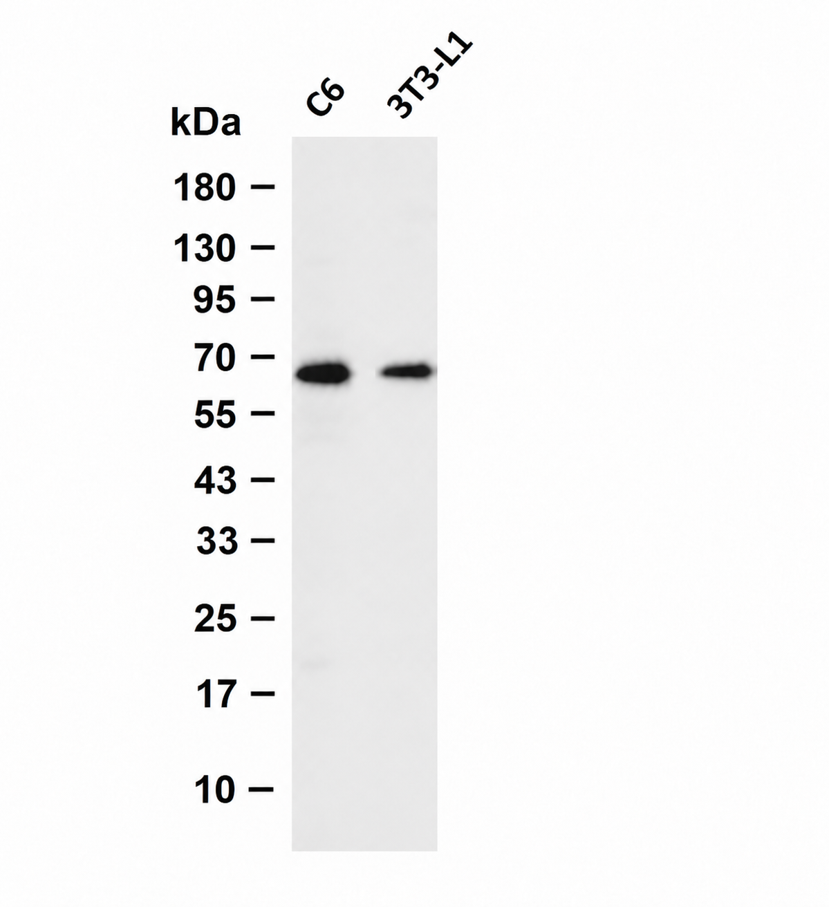 FOXO4 (Phospho-Thr451) Antibody