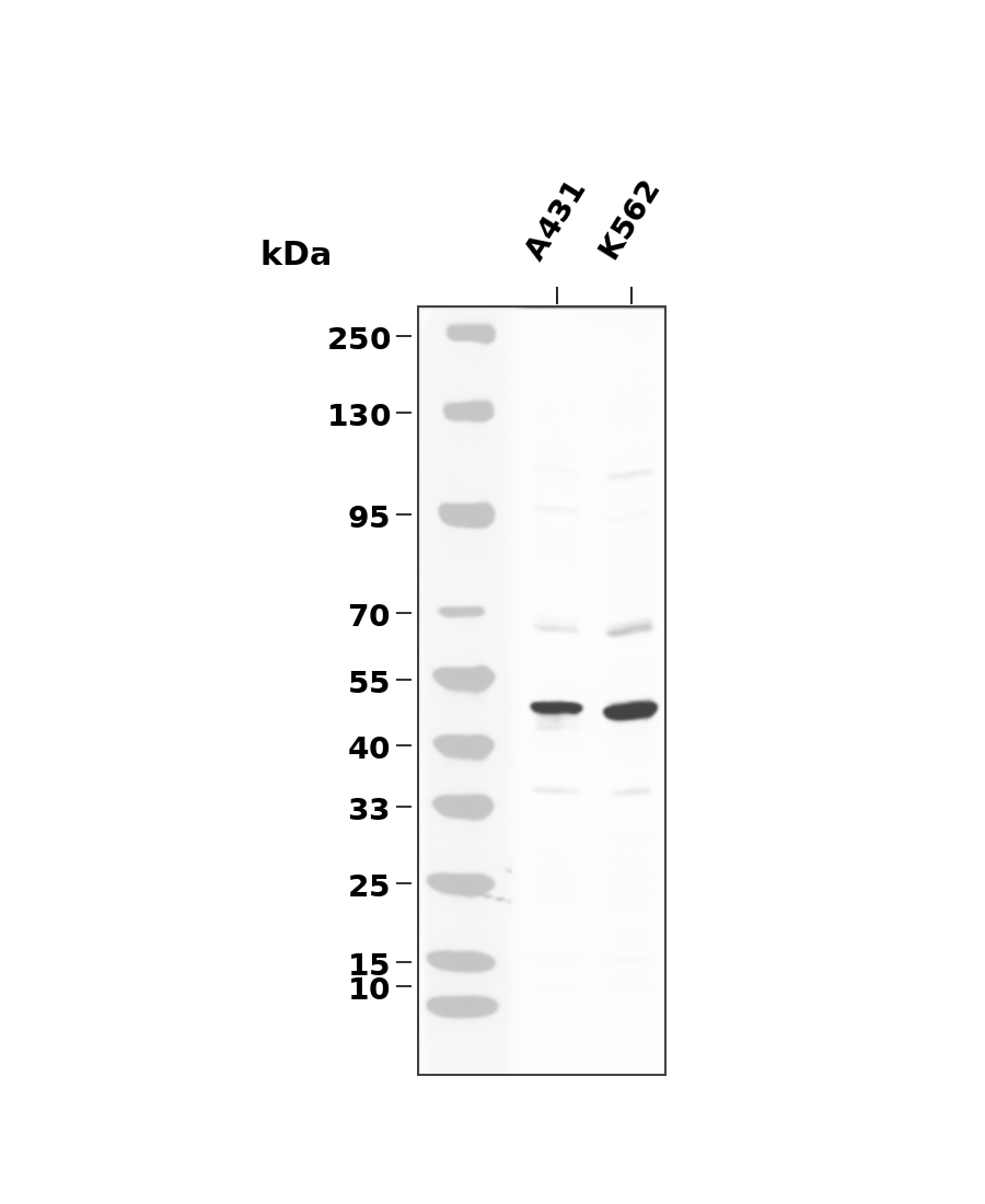 ARRD1 Antibody